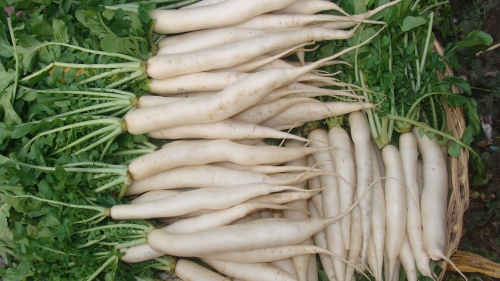 How To Freeze Mashed Radish